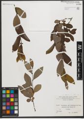 Foto von Salix L.